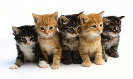 L associazione Ente Nazionale Protezione Animali cerca volontari a Cesenatico per i gatti randagi foto 